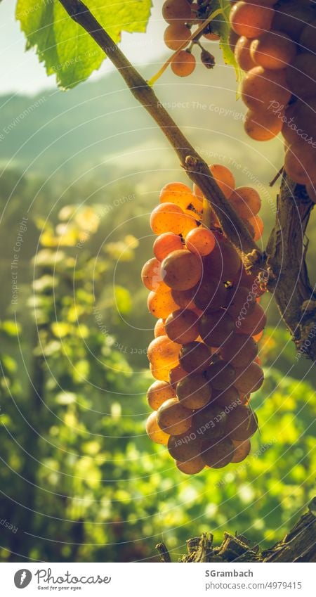Grape on the vine is illuminated by morning sun rays Bunch of grapes Wine growing Vineyard Exterior shot Winery Nature Autumn Rural Fruit Deserted Sunlight