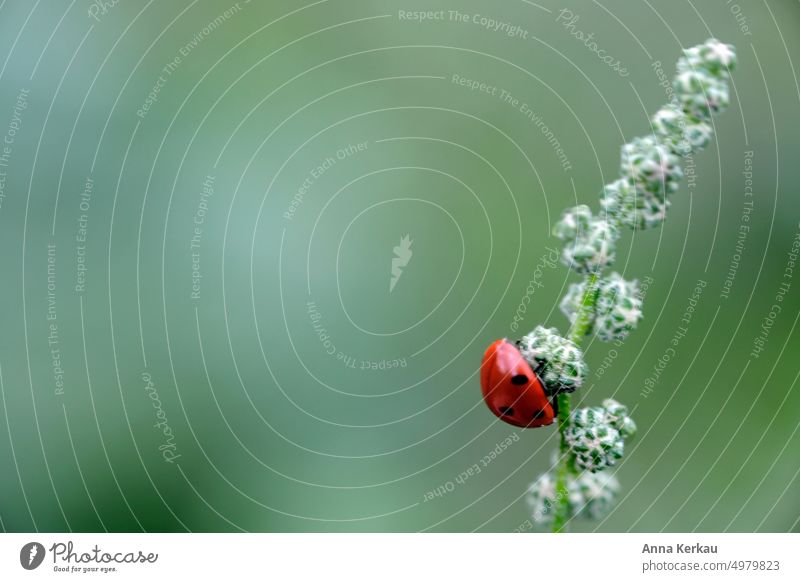 A ladybug hangs upside down from a mugwort stem Ladybird Insect 7 point ladybug symbol of luck Good luck charm Congratulations lucky beetle cute little Red