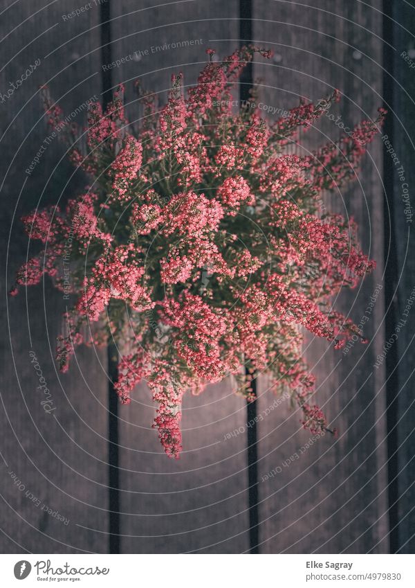 Heather - heather the classic autumn -on wooden planks Autumn Erika Heather family Colour photo Heathland Deserted Nature Plant Exterior shot Day Pink