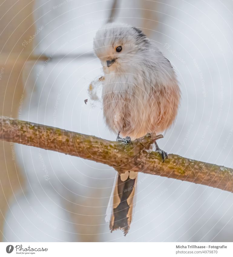 Tail tit with nesting material in beak Long-tailed Tit Aegithalos caudatus Tit mouse Bird Animal face Grand piano Claw Head Feather Eyes Beak Wild animal