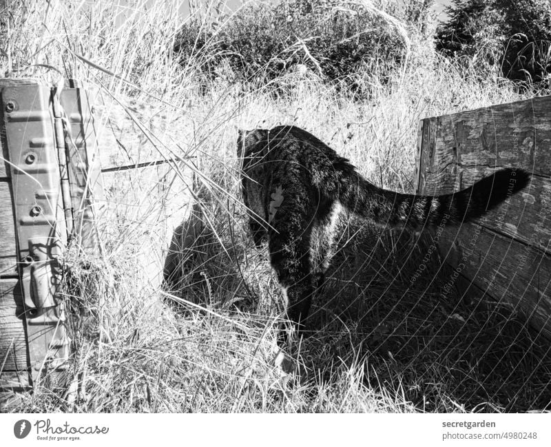 The cat in the secret garden magic hangover Garden Black & white photo magical Hiding place Grass Hunting Magic Nature Green Mysterious Cat Animal Exterior shot