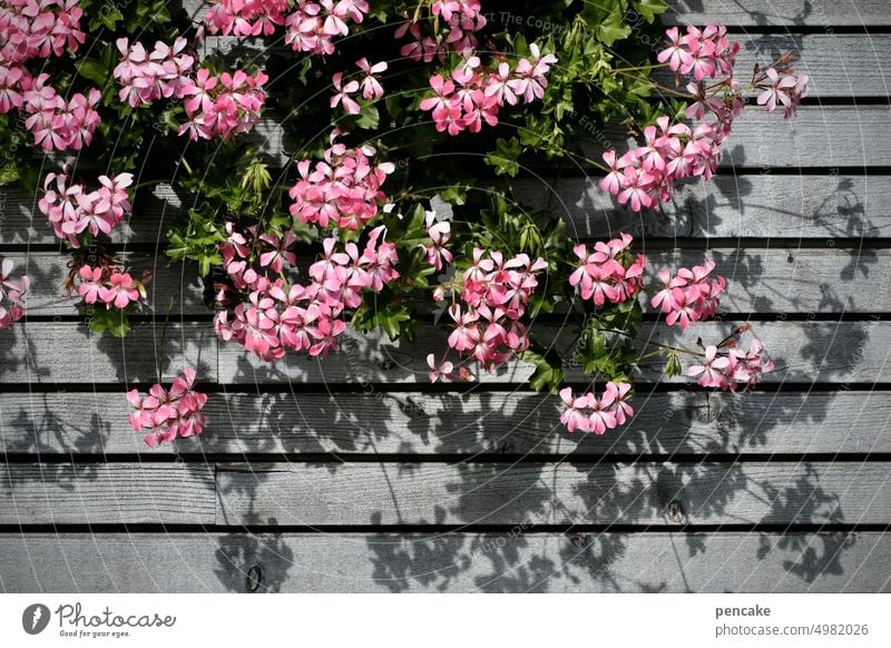 late summer at the house House (Residential Structure) Facade flowers Window box windowsill Geraniums Hanging geraniums Shadow Sunlight Wood Wooden facade