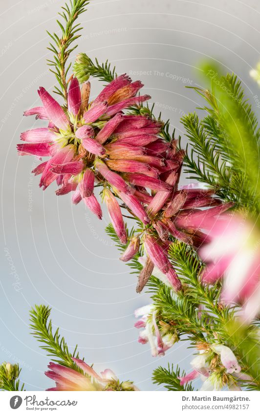 Erica verticillata, a dwarf evergreen shrub from the region around Cape Town, extinct in the wild Ericaceae Heather family dwarf shrub Blossom blossoms