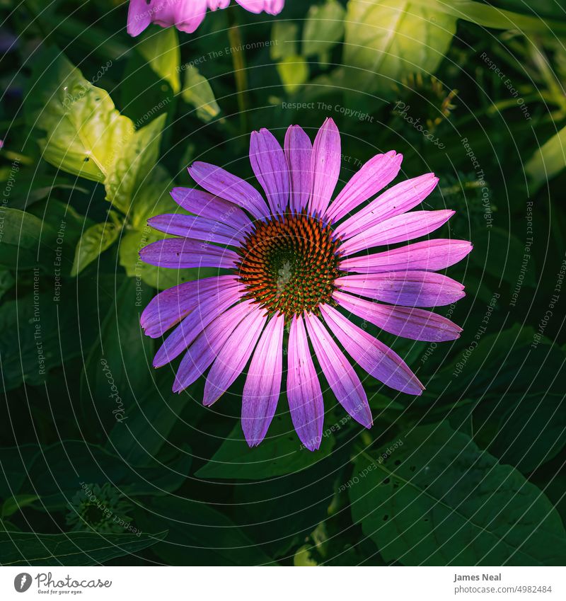 Above a purple coneflower in the garden spring color nature leaf day botany Purple Coneflower plant perennial natural condition flower head photography