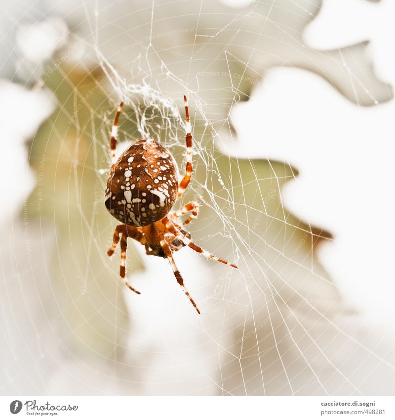Always hungry Nature Animal Autumn Beautiful weather Wild animal Spider 1 Crucifix Net Aggression Threat Disgust Elegant Exotic Free Creepy Bright Small Natural