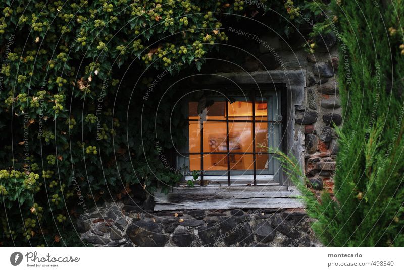 Window to the courtyard Environment Nature Plant Autumn Tree Bushes Leaf Foliage plant Wild plant Deserted Castle Park Courtyard Wall (barrier) Wall (building)