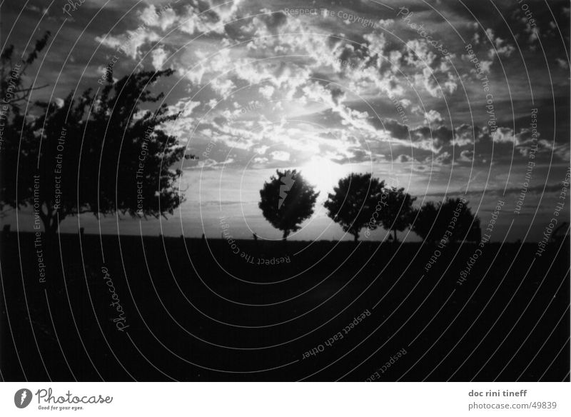 always after the sun Sunset Tree Clouds Sky Vest Black & white photo sunrise trees