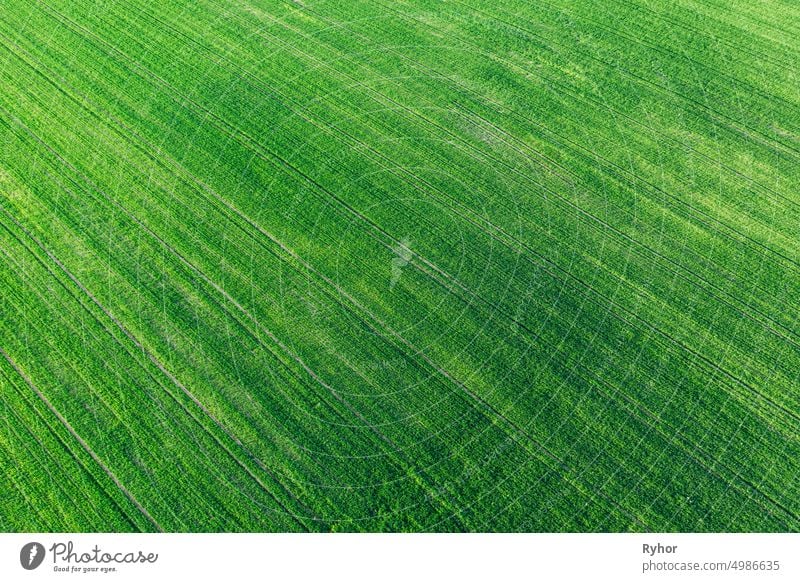 Aerial View Green Spring Field Landscape With Trails Lines. Flat View Of Natural Summer Green Meadow Grass Background . Top View Of Field With Growing Young Green Wheat. Drone View. Bird's Eye View