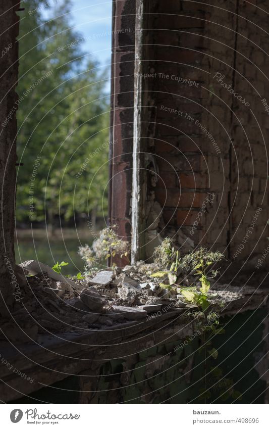 in the dark. Sky Beautiful weather Plant Tree Bushes Foliage plant Ruin Manmade structures Wall (barrier) Wall (building) Window Stone Gloomy Green Beginning