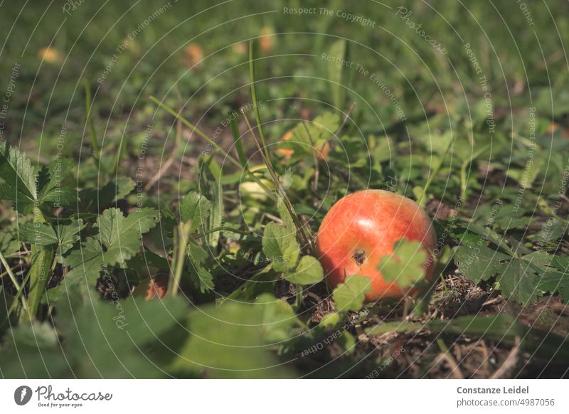 Red apple, lying in the meadow Apple Apple tree Garden Nature Fruit Fresh Healthy Green Juicy Delicious Autumn cute Sour reap Mature Harvest Maturing time