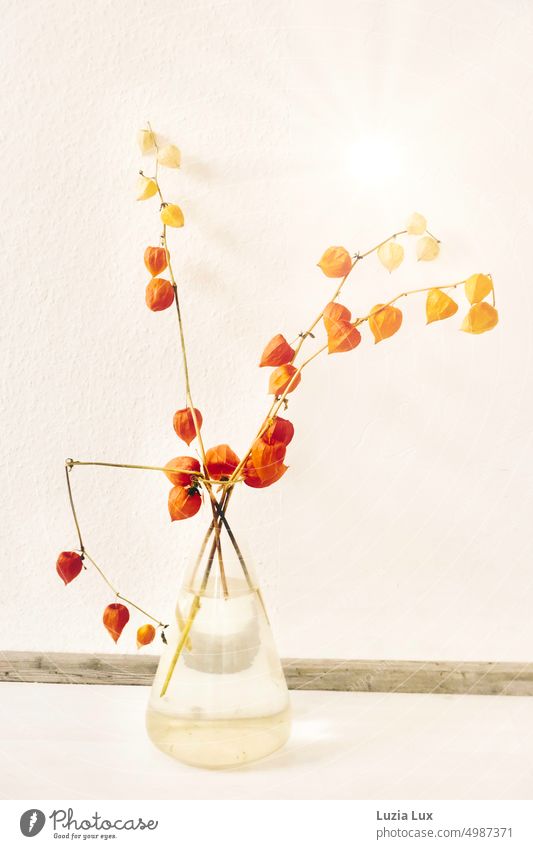 Lampion flowers, branches in a vase Chinese lantern flower Physalis bubble cherries twigs Vase Autumn Autumnal Orange Transience Nature Decoration Blossom