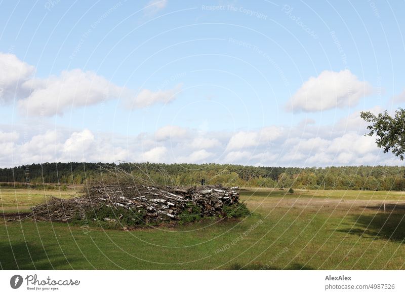 Lüneburg Heath - with a bunch of logs plants Nature Shriveled Green Yellow late summer Autumn foliage Landscape Heathland Manmade landscape naturally