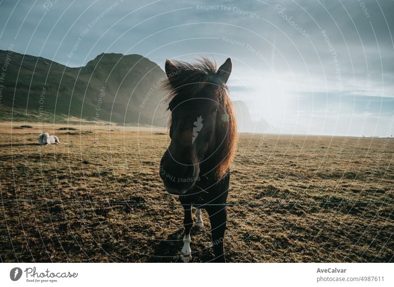 Wild icelandic horse wide angle image portrait during the sunset. Wild animals straight to camera meadow wild mammal mane pony wildlife head rural growth