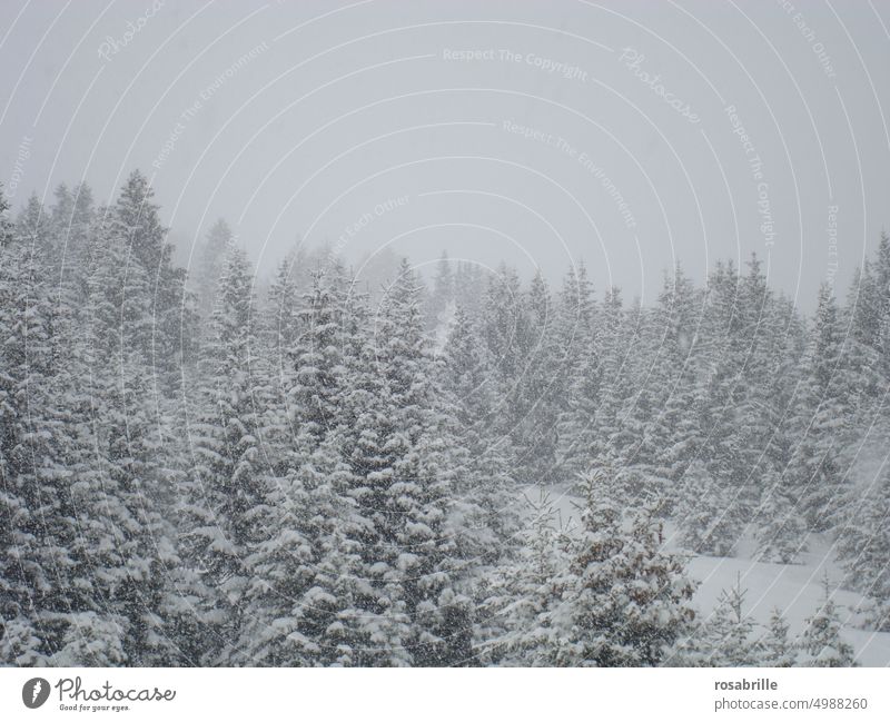 slightly foggy winter landscape - fir trees in snow Winter Snow Cold Fir tree firs Forest snowed in Fog cloudy Freeze freezing cold chill Wintertime snowy