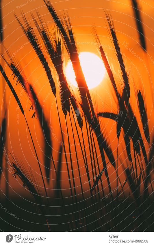 Summer Sun Shining Through Young Yellow Wheat Sprouts. Wheat Field In Sunset Sunrise Sun agriculture backlight barley beautiful black bright cereal close up