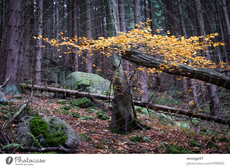 autumn colours Nature Plant Autumn Tree Leaf Deciduous tree Forest Hill Harz Natural Brown Yellow Woodground Autumn leaves Autumnal Mixed forest Colour photo