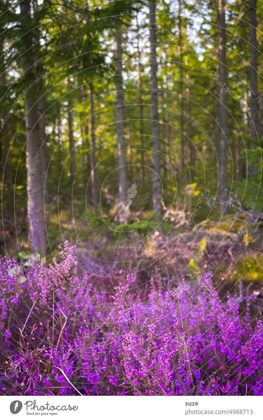 Laalaaaaalaavender Lavender Nature Nature reserve Blossom purple Violet Summer Fragrance Plant lavender scent Forest Wild plant Summery flowering lavender