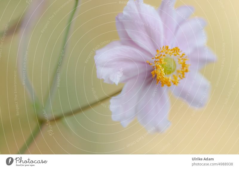 Delicate anemone Shallow depth of field blurriness Neutral Background Isolated Image Copy Space left Copy Space bottom Deserted Detail Close-up Exterior shot