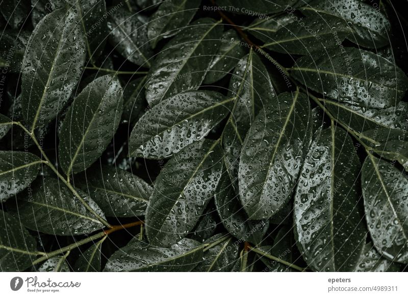Fresh wet green leafs filling the whole frame background beautiful calm calming calming nature closeup color dark design foliage forest fresh garden leaves