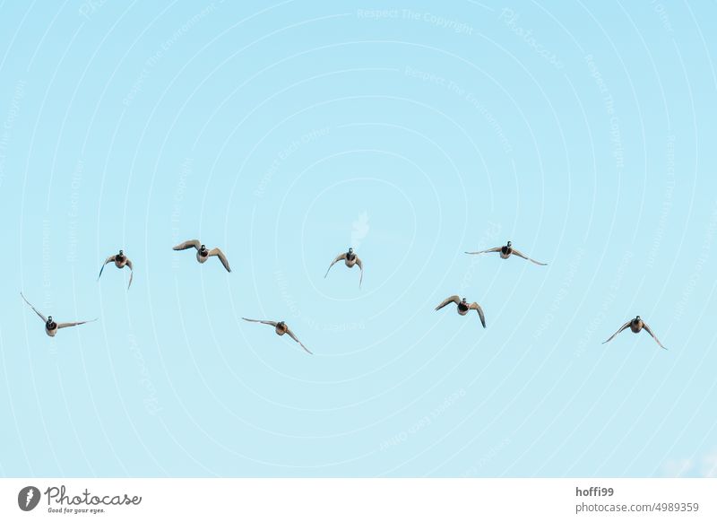 a group of ducks approaching the camera Duck birds Formation move Flying Blue sky Bird Animal Wild animal Freedom Flock of birds Sky Group of animals Nature