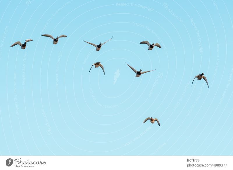 a group of ducks approaching the camera Duck birds Formation move Flying Blue sky Bird Animal Wild animal Freedom Flock of birds Sky Group of animals Nature
