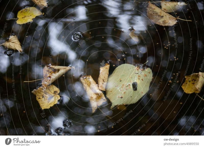 leaves Autumn Nature Water reflection