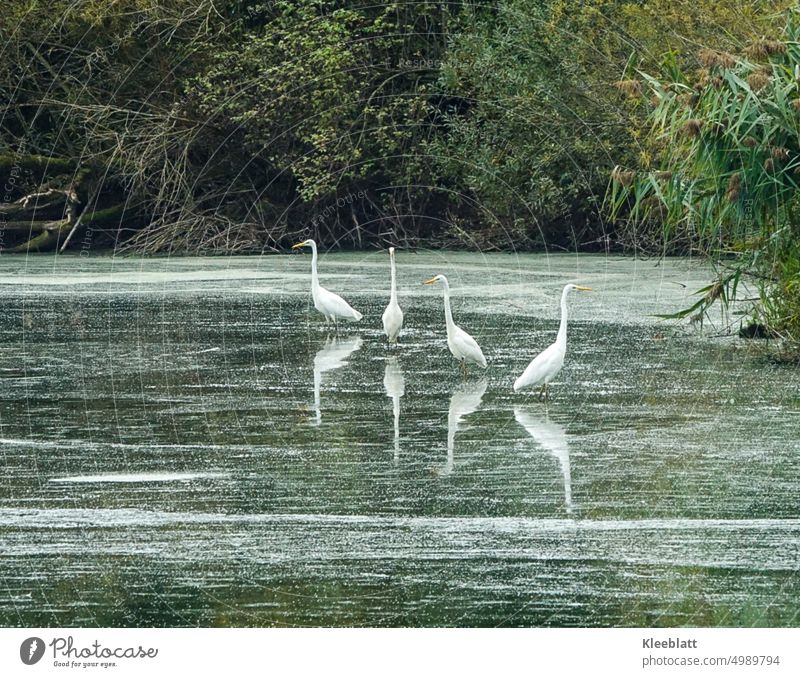 Four great egrets are reflected in the water surface - I wonder who is the most beautiful? Great egret mirror Surface of water Most beautiful