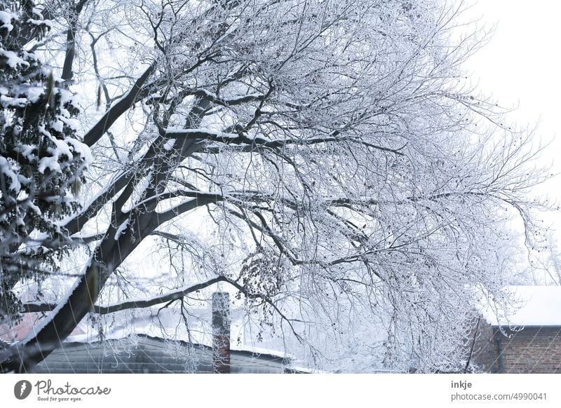 Tree in garden in winter Seasons Winter Ice Winter mood Cold Frost White Nature chill Winter's day Frozen Exterior shot Deserted Weather Snow Garden Branch