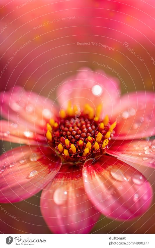 Macro photo of red flower with dew drops Flower Blossom macro Macro (Extreme close-up) Dew Close-up Drops of water Nature Detail Plant Exterior shot