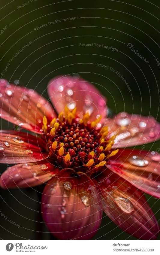 Macro photo of red flower with dew drops Flower Blossom macro Macro (Extreme close-up) Dew Close-up Drops of water Nature Detail Plant Exterior shot