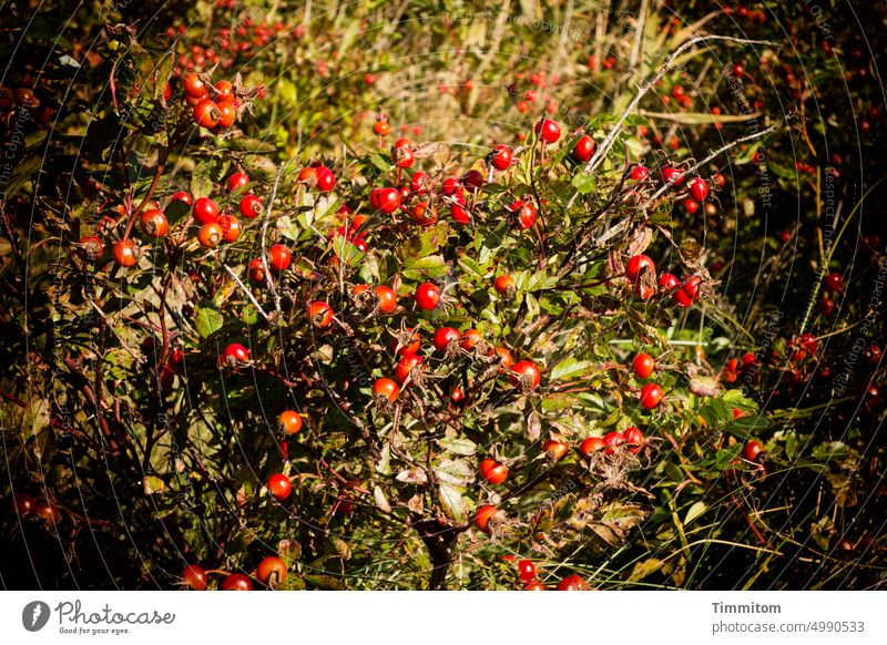 Rose hips in Denmark fruits Nature Plant Bushes Deserted Red Fruit Exterior shot Close-up Autumn