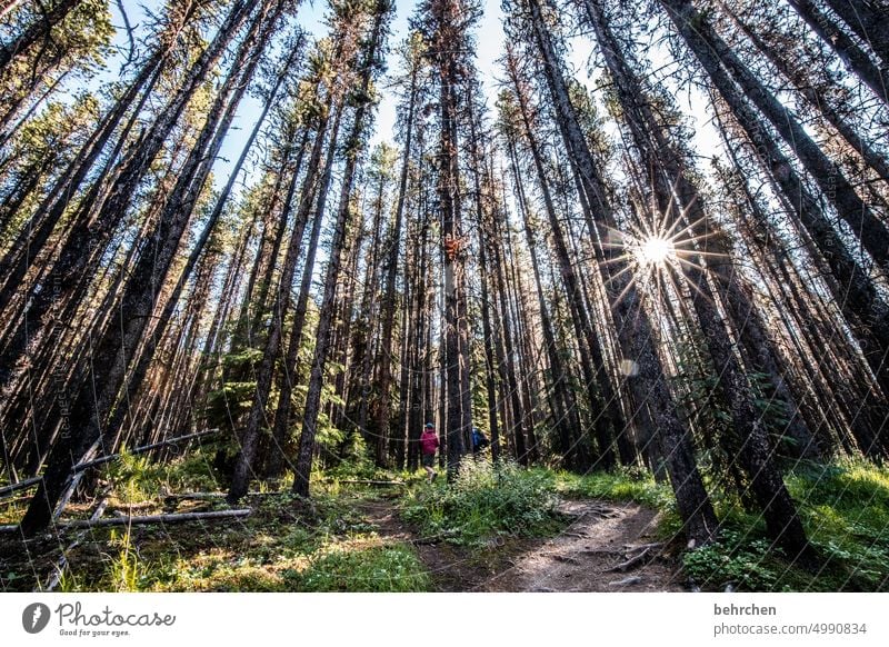 sunshine Alberta Sky North America Landscape Canada Nature Far-off places Forest Wanderlust Rocky Mountains Vacation & Travel Jasper national park solar star