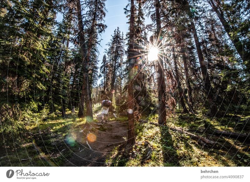 sunshine Alberta Sky North America Landscape Canada Nature Far-off places Forest Wanderlust Rocky Mountains Vacation & Travel Jasper national park solar star