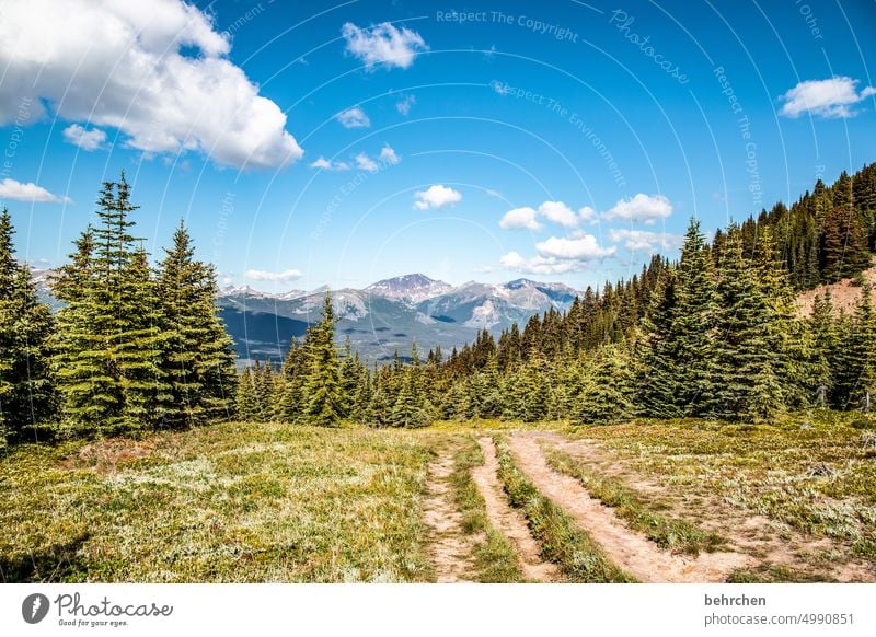 again and again canada trees Jasper national park Rocky Mountains Wanderlust Forest Far-off places Nature Canada Landscape North America