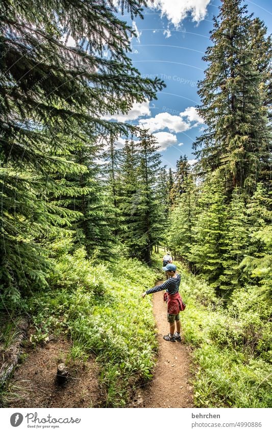 again and again canada trees Jasper national park Rocky Mountains Wanderlust Forest Far-off places Nature Canada Landscape North America