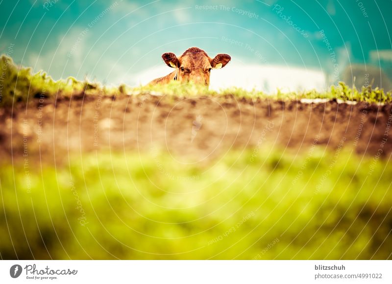 i can see you - the cow Cow Calf Animal Farm animal peasant Agriculture Meadow Nature Cattle breeding Animal portrait Country life Organic farming Livestock