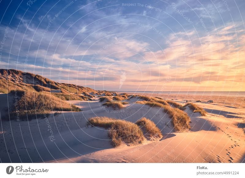 Dunes of Jammer Bay in the evening sun sunshine North Sea Sand Grass duene marram grass Beach coast Landscape Marram grass Nature Exterior shot Ocean Deserted