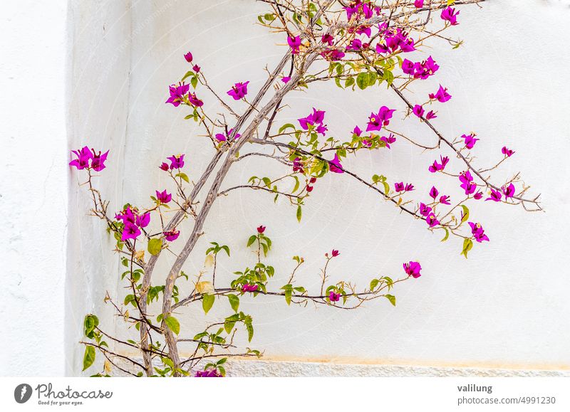 Pink Bougainvillea flower on white wall background Nyctaginaceae Spain Spanish beautiful beauty bloom blooming blossom botany branch bush closeup color decor