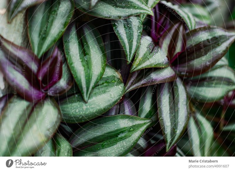Close up texture and pattern of the colorful leaves of Tradescantia zebrina or inchplant tradescantia zebrina close up background houseplant lush hobby