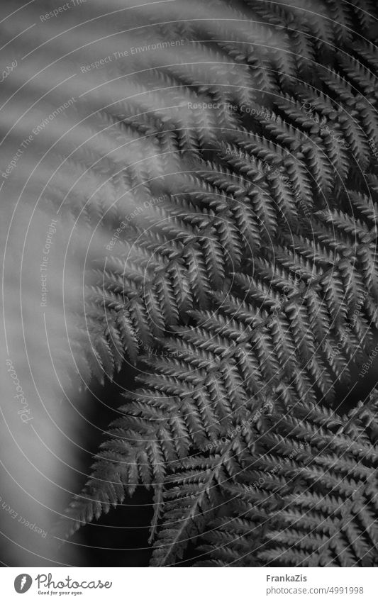 Composition fern leaves in black and white Nature Leaf Fern Black & white photo black-and-white Movement shape Abstract Plant naturally Esthetic composition