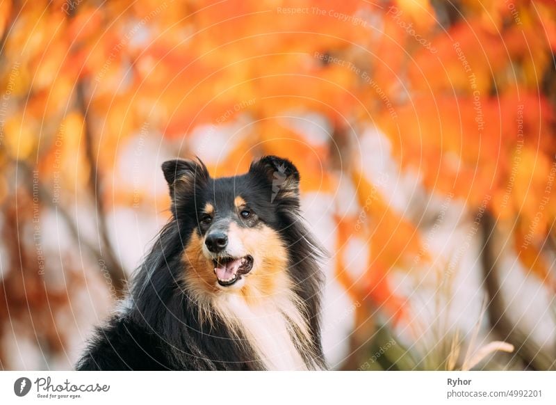 Tricolor Rough Collie, Funny Scottish Collie, Long-haired Collie, English Collie, Lassie Dog Sitting Outdoors In Autumn Day. Close Up Portrait Colley