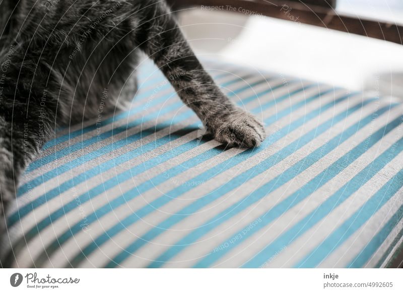 my right, right place is empty Cat's paw Striped Pet Detail Close-up Paw Small Interior shot Bolster Colour photo Deserted Day Shallow depth of field Animal