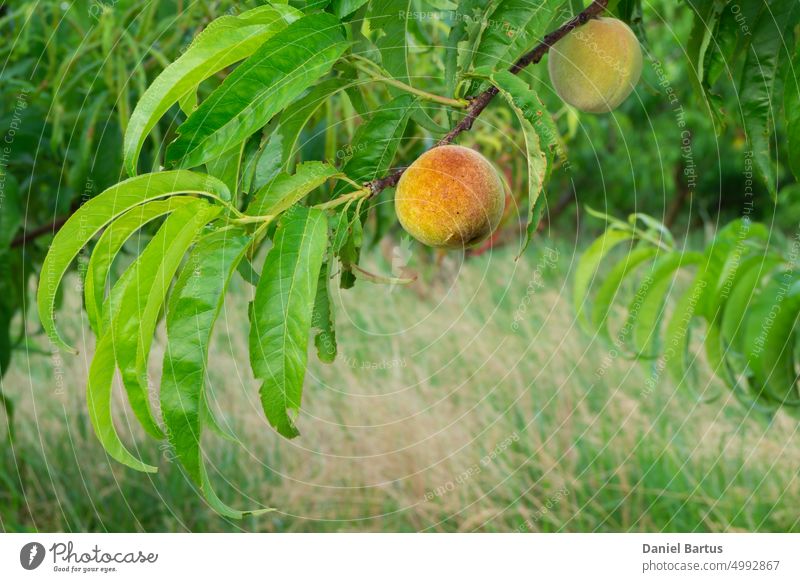 Ripening peach in the glow of the setting sun agriculture asian background branch closeup delicious food fresh fruit garden green healthy jackfruit juicy leaf