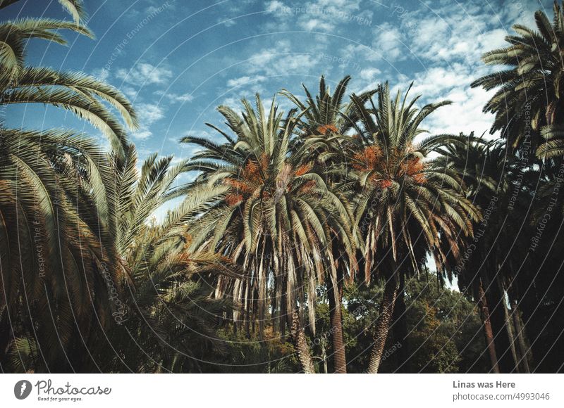 It’s a wonderful morning in a botanical garden in Rome, Italy. A public park full of palm trees is lit by morning light. Wild nature, blue sky, and a feel of autumn are here.