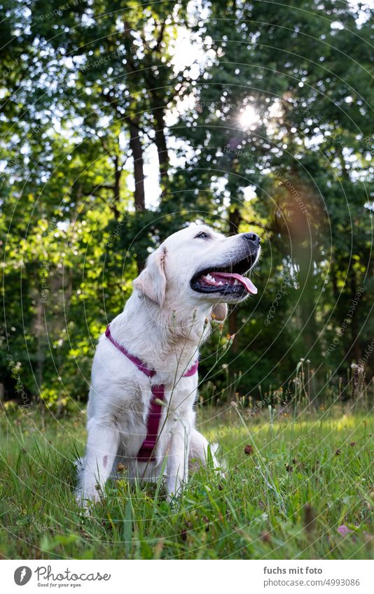 Young Labrador in the green. white dog Dog White Green Nature Animal Pet Mammal Grass Meadow Black Spring Summer Exterior shot Field Brown Joy Cute Sky portrait