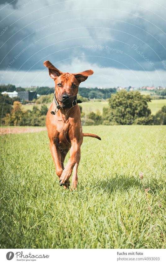 Ridgeback running across a field. Brown hunting dog Dog ridgeback Animal Pet Animal portrait Colour photo Exterior shot Walk the dog Forest To go for a walk