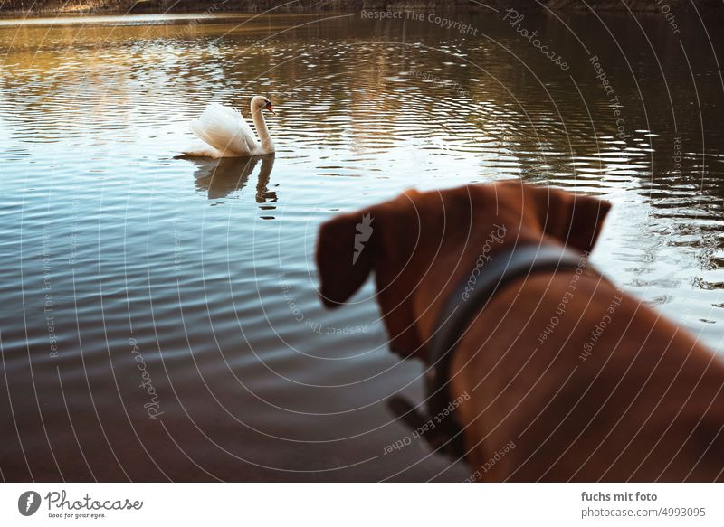 A dog stares at a swan. Hunting fever Hound ridgeback Swan Pond Water Animal Bird Exterior shot Lake Elegant Reflection Float in the water Swimming & Bathing
