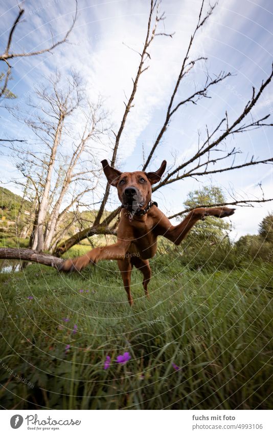 Rhodesian ridgeback romping in a meadow. Action with the pet Nature Hound Exterior shot Mammal Pet Animal Dog Animal portrait Colour photo Brown action photo