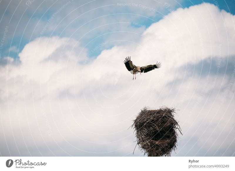 Adult European White Stork - Ciconia Ciconia - Flying And Landing To Nest In Sunny Spring Day. Belarus, Belarusian Nature animal beautiful belarus