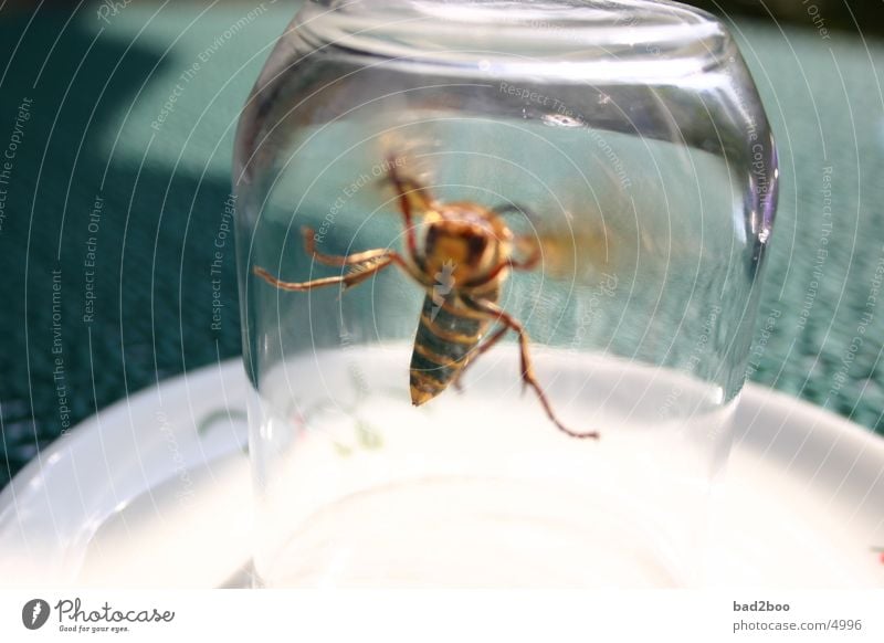 Hornet 01 Animal Insect Summer Plagues Wasps Table Pierce Glass Flying Nature Wing winged animal Tablecloth